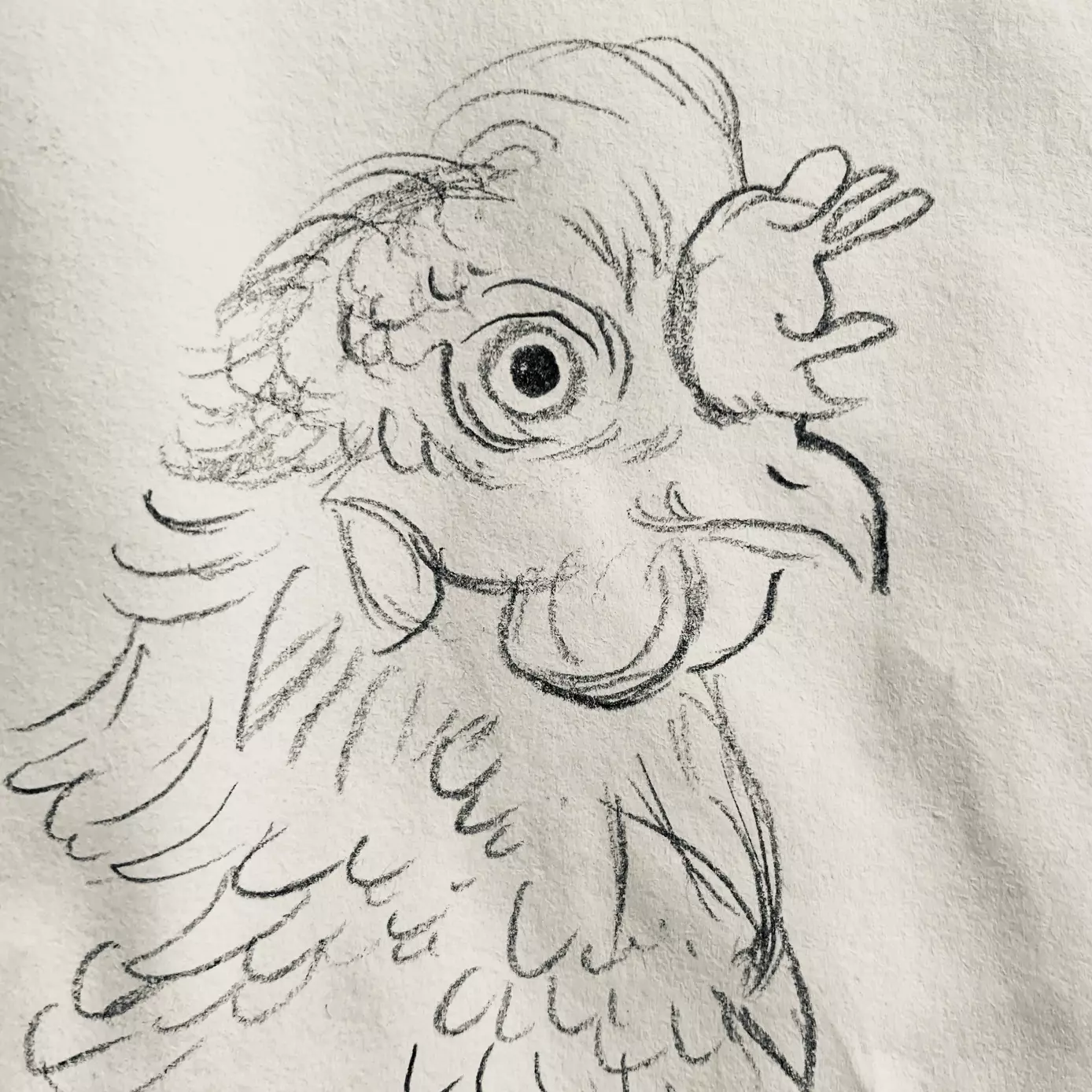 A line drawn head of a chicken, showing some of the feathers . The chicken is turned to the side. 